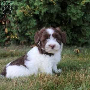 Kevin, Havanese Puppy