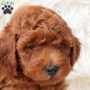 Kevin, Miniature Poodle Puppy