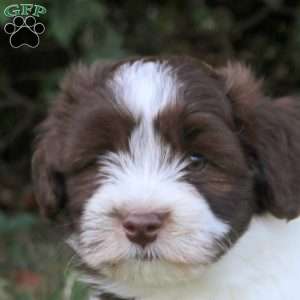 Kevin, Havanese Puppy