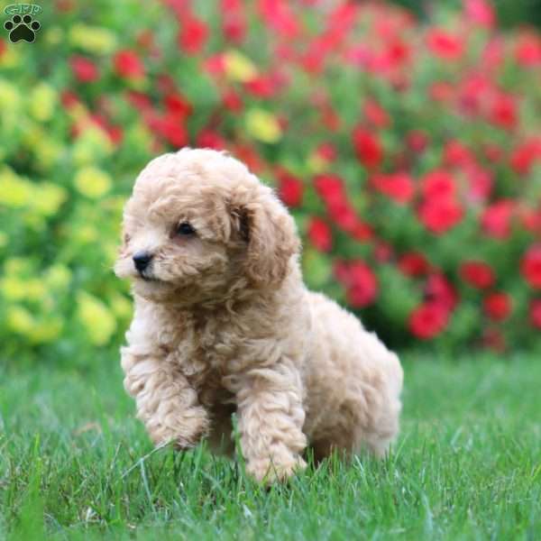 Kierra, Miniature Poodle Puppy