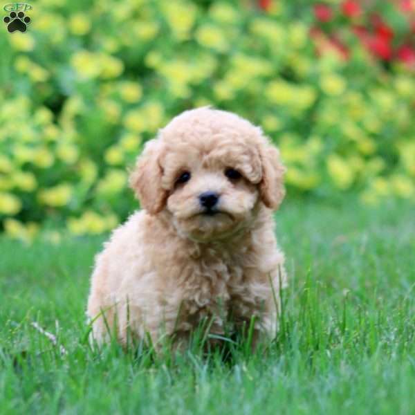 Kierra, Miniature Poodle Puppy