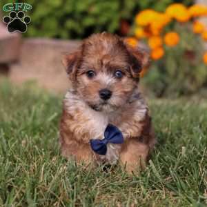 King, Yorkie Poo Puppy