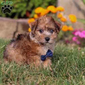 King, Yorkie Poo Puppy