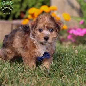 King, Yorkie Poo Puppy