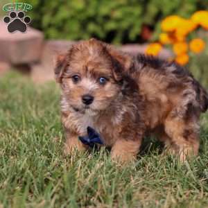 King, Yorkie Poo Puppy