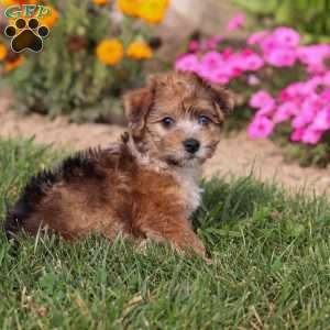 King, Yorkie Poo Puppy