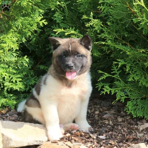 King, Akita Puppy