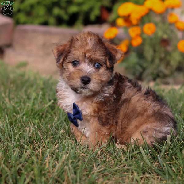 King, Yorkie Poo Puppy