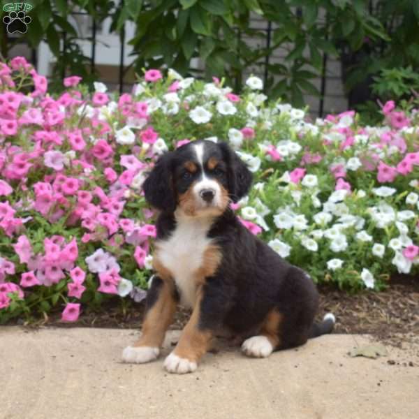 Kingston, Miniature Bernese Mountain Dog Puppy