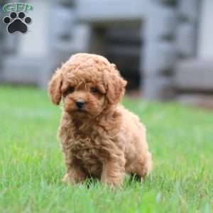Kip, Miniature Poodle Puppy