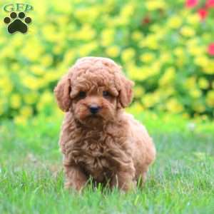 Kip, Miniature Poodle Puppy