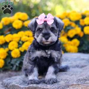 Kira, Miniature Schnauzer Puppy