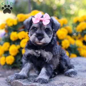 Kira, Miniature Schnauzer Puppy