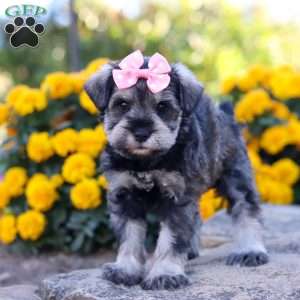 Kira, Miniature Schnauzer Puppy