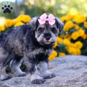 Kira, Miniature Schnauzer Puppy