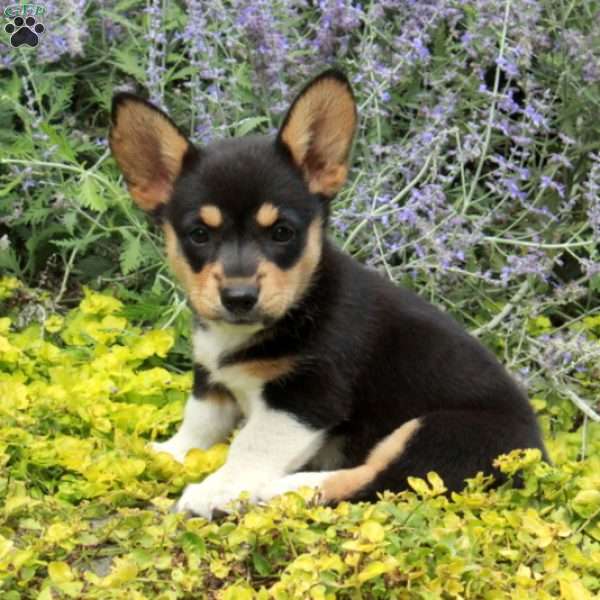 Kira, Pembroke Welsh Corgi Puppy