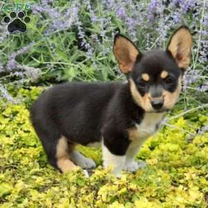 Kira, Pembroke Welsh Corgi Puppy
