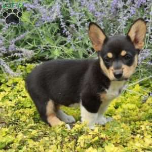 Kira, Pembroke Welsh Corgi Puppy