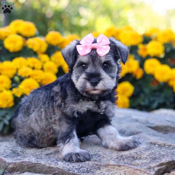 Kira, Miniature Schnauzer Puppy