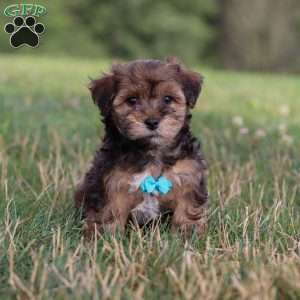 Kirby, Yorkie Poo Puppy