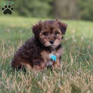 Kirby, Yorkie Poo Puppy
