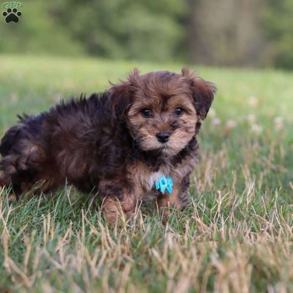 Kirby, Yorkie Poo Puppy