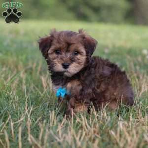 Kirby, Yorkie Poo Puppy