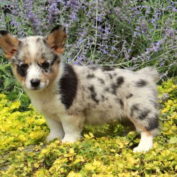 Kirsten, Pembroke Welsh Corgi Puppy