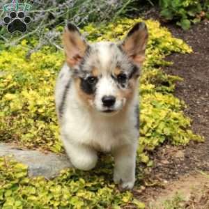 Kirsten, Pembroke Welsh Corgi Puppy