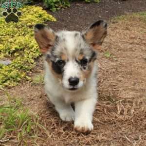 Kirsten, Pembroke Welsh Corgi Puppy