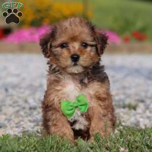 Kit, Yorkie Poo Puppy