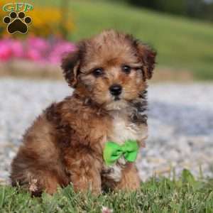 Kit, Yorkie Poo Puppy