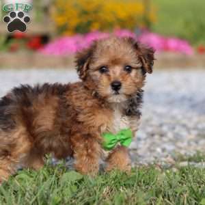 Kit, Yorkie Poo Puppy