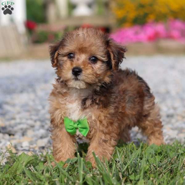 Kit, Yorkie Poo Puppy