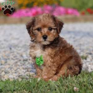 Kit, Yorkie Poo Puppy