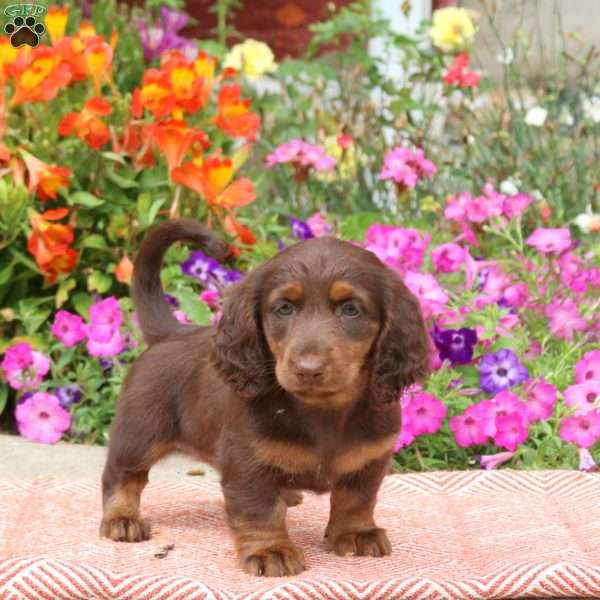 KitKat-Mini, Dachshund Puppy