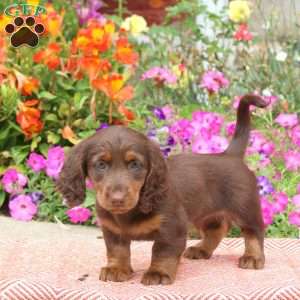 KitKat-Mini, Dachshund Puppy