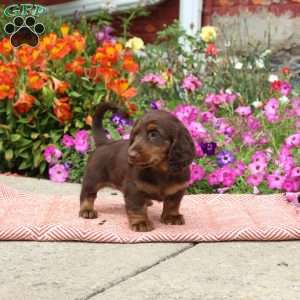 KitKat-Mini, Dachshund Puppy