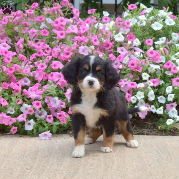 Kody, Miniature Bernese Mountain Dog Puppy