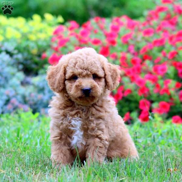 Kody, Miniature Poodle Puppy