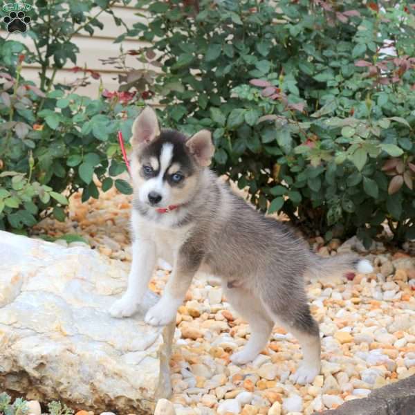 Kola, Pomsky Puppy