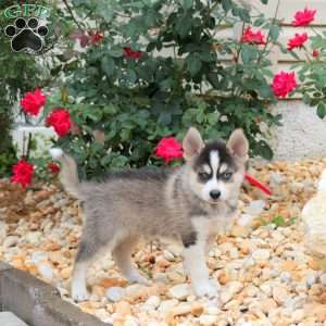 Kola, Pomsky Puppy