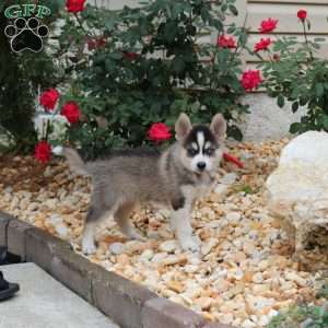Kola, Pomsky Puppy