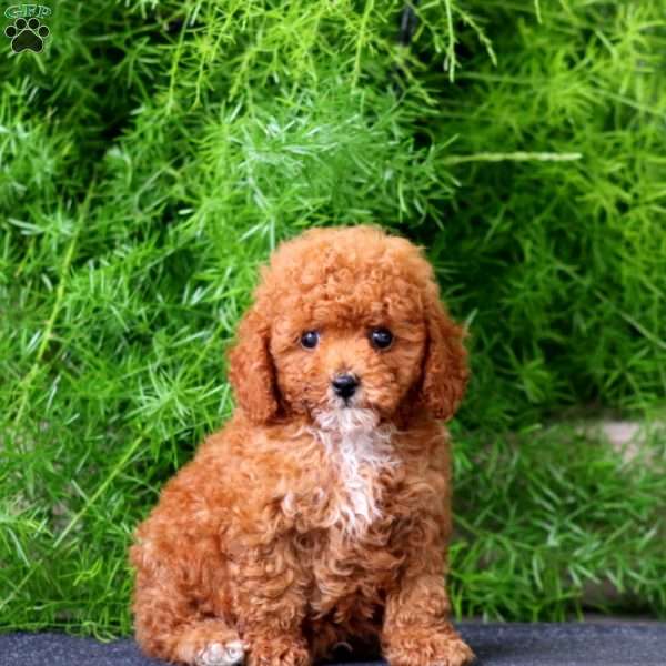 Kolby, Toy Poodle Puppy