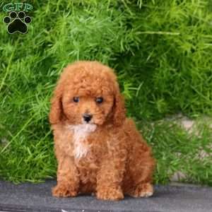 Kolby, Toy Poodle Puppy
