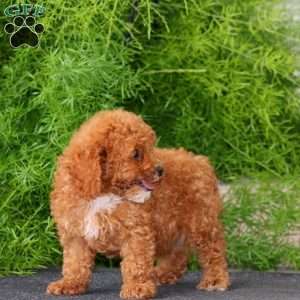 Kolby, Toy Poodle Puppy