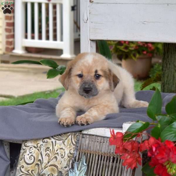 Kosy, Blue Heeler Mix Puppy