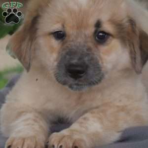 Kosy, Blue Heeler Mix Puppy