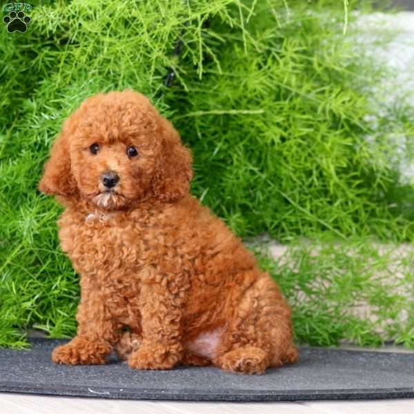 Krissy, Toy Poodle Puppy