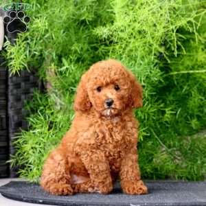 Krissy, Toy Poodle Puppy